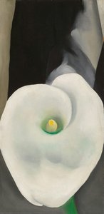 Callalilie Für Alfred — Georgia O’keeffe