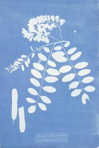 Robinia Pseud-acacia America