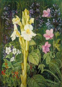 Kolory Przylądka — Marianne North