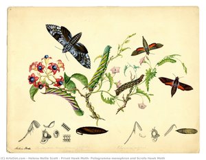 Privet Hawk Moth, Psilogramma Menephron And Scrofa Hawk Moth — Helena Nellie Scott
