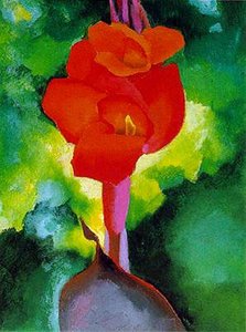 Red Canna
