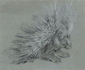Porcupine — Jean-baptiste Oudry