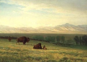 Bisonte Nella Pianura — Albert Bierstadt