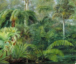 Palms And Ferns, A Scene In The Botanic Garden, Queensland — Marianne North