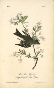 Wood Pewee Flycatcher. Male. (swamp Honeysuckle. Azalea Viscosa) — John James Audubon