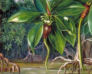 Una Palude Di Mangrovie Nel Sarawak, Borneo — Marianne North