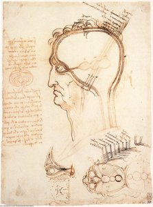 Primerjava Lomile In Čebule — Leonardo Da Vinci