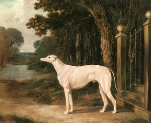 Vandeau A White Greyhound — John Frederick Herring Senior