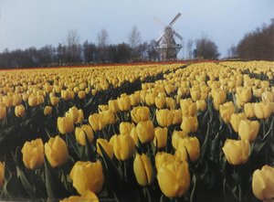 Tulipani Con Mulino A Vento — Karsh Di Ottawa