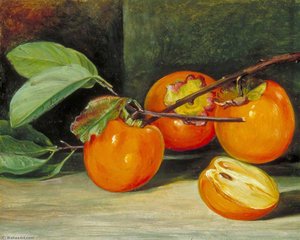 Japanische Persimone Oder Kaki-frucht — Marianne North