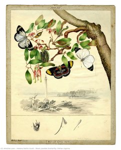 Black Jezebel Butterfly, Delias Nigrina — Helena Nellie Scott
