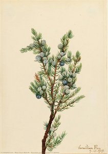 Ginepro Alpino (juniperus Sibirica) — Mary Vaux Walcott