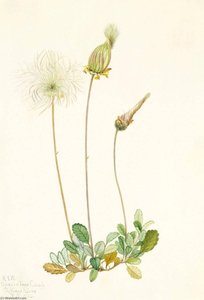 Yellow Dryad (fruit) (dryas Drummondii) — Mary Vaux Walcott