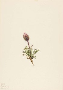 Eriogono Lanoso — Mary Vaux Walcott