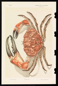 Tasmanian Giant Crab, Pseudocarcinus Gigas — Jean Jacques Wild