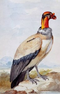 Condor Sun — Aert Schouman