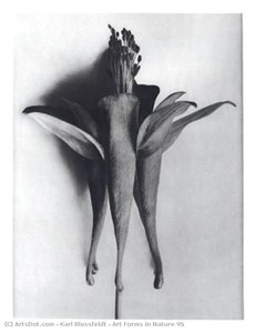 Art Forms in Nature 95