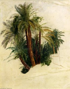 Study Of Palm Trees — Edward Lear