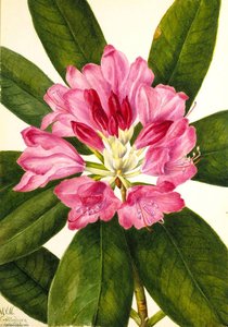 Mountain Rose Bay (rhododendron Catawbiense) — Mary Vaux Walcott