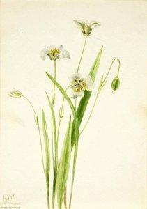 Orecchie Di Gatto (calochortus Elegans) — Mary Vaux Walcott