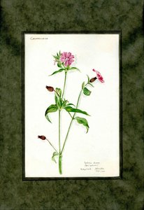 Red Lychnis Of The Family Caryophyllaceae (lychnis Diurna) — Clara Peters