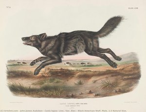 Canis Lupus, Linn. (var. Ater.) Black American Wolf. Male. 1/3 Natural Size. — John James Audubon