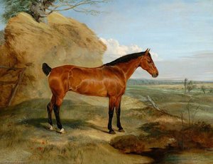 La Cavalla Baia Di Lord Henniker, Brunette — Sir Edwin Henry Landseer