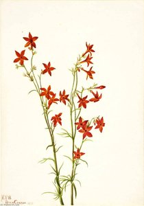 Gilia arizonica