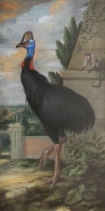 A Cassowary — Francis Barlow