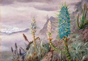 De Blauwe Puya En Cactus Thuis In De Cordillera's, Nabij Apoquindo, Chili — Marianne North
