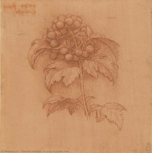 Gałązka Kaliny — Leonardo Da Vinci