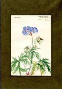 Meadow Geranium Of The Family Geraniaceae (geranium Pratense) — Clara Peters