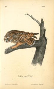 Short-eared Owl — John James Audubon
