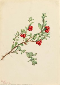 Bearberry (arctostaphylos Uva-ursi) — Mary Vaux Walcott
