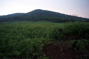 Field Of Indigo — Fidel Ugarte