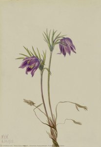 Anemone Di Pasqua Americana (pulsatilla Ludoviciana) — Mary Vaux Walcott