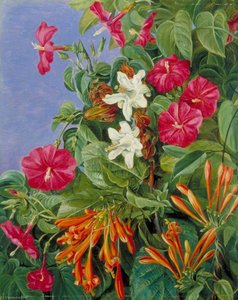 Dzikie Kwiaty W Morro Velho, Brazylia — Marianne North