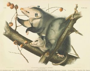Didelphis Virginiana, Pennant. Virginian Opossum. Female & Young Male, 7 Months Old. Natural Size. — John James Audubon