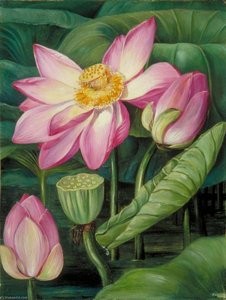 Liście, Kwiaty I Owoce Świętego Lotosu Na Jawie — Marianne North