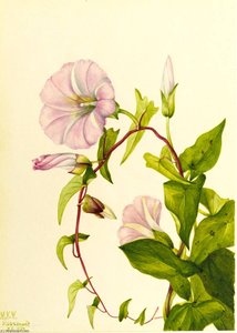 Hedge Bindweed (calystegia (convolvulus) Sepium) — Mary Vaux Walcott