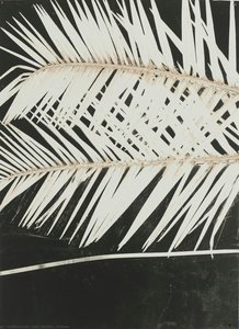 Palmas — Luiz Zerbini