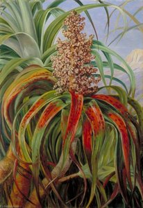 Nowozelandzki Dracophyllum — Marianne North