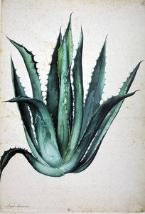 Agave Americana — Jacopo Ligozzi