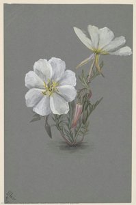Giant Helleborine (epipactia Gigantea) — Mary Vaux Walcott