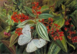 Bäume Voller Parasiten Und Epiphyten In Einem Brasilianischen Garten — Marianne North