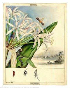 Lily Caterpillar, Spodoptera Picta — Harriet Calcott Scott