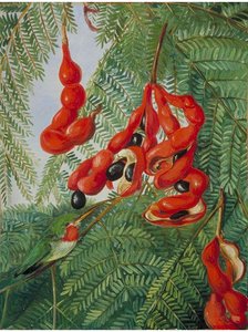 Der Wilde Tamarindenbaum Von Jamaika Mit Scharlachroter Kapsel Und Barbette — Marianne North