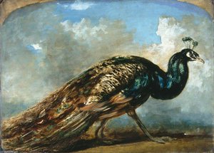 Study Of A Peacock — William Etty