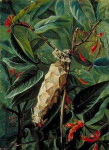 The House Builder Caterpillar On A Flowering Shrub, Brazil — Marianne North