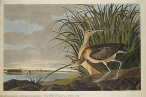 The Birds Of America, Plate #231: — John James Audubon